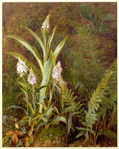 Wild Orchids by Marian Emma Chase